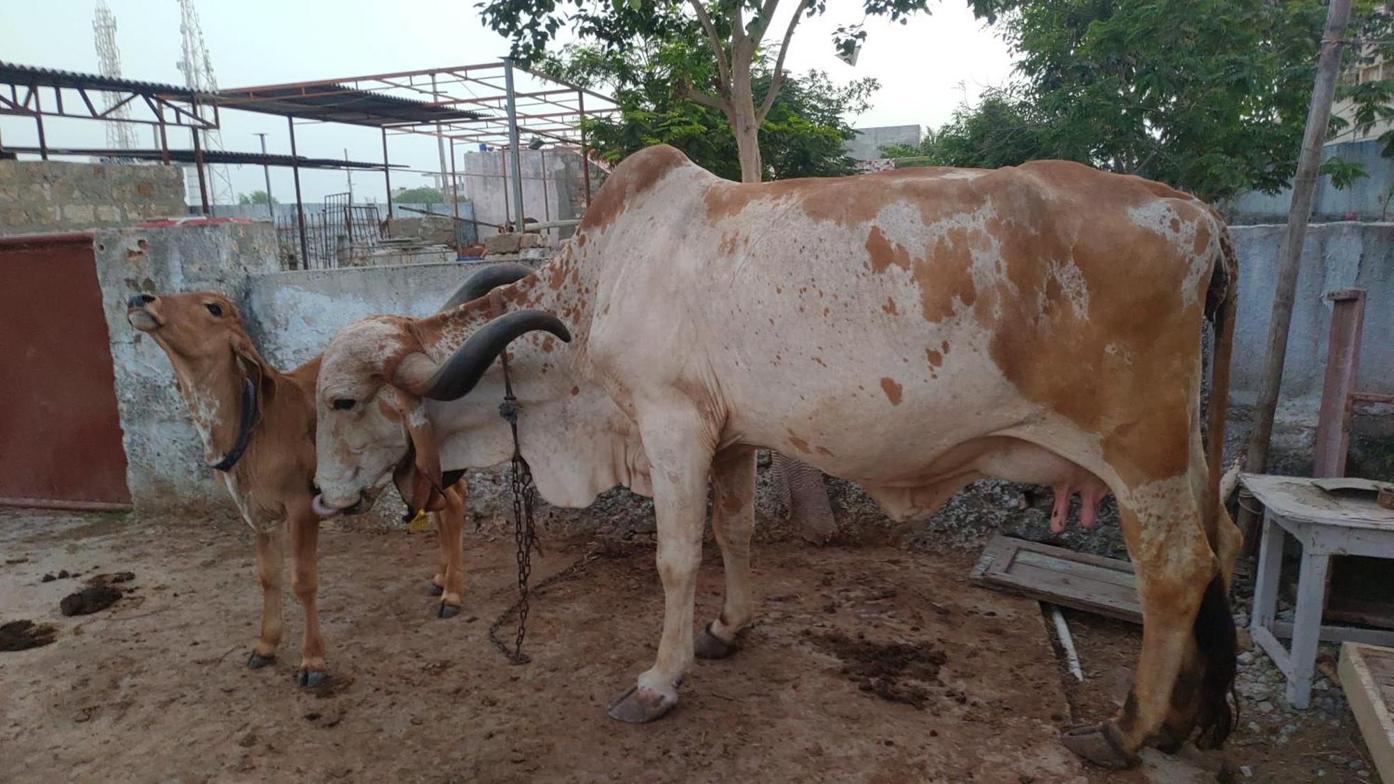 Gauri Holiday home Dwarka (Gujarat)